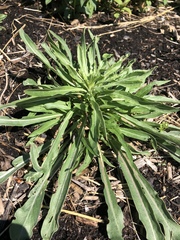 Oenothera argillicola