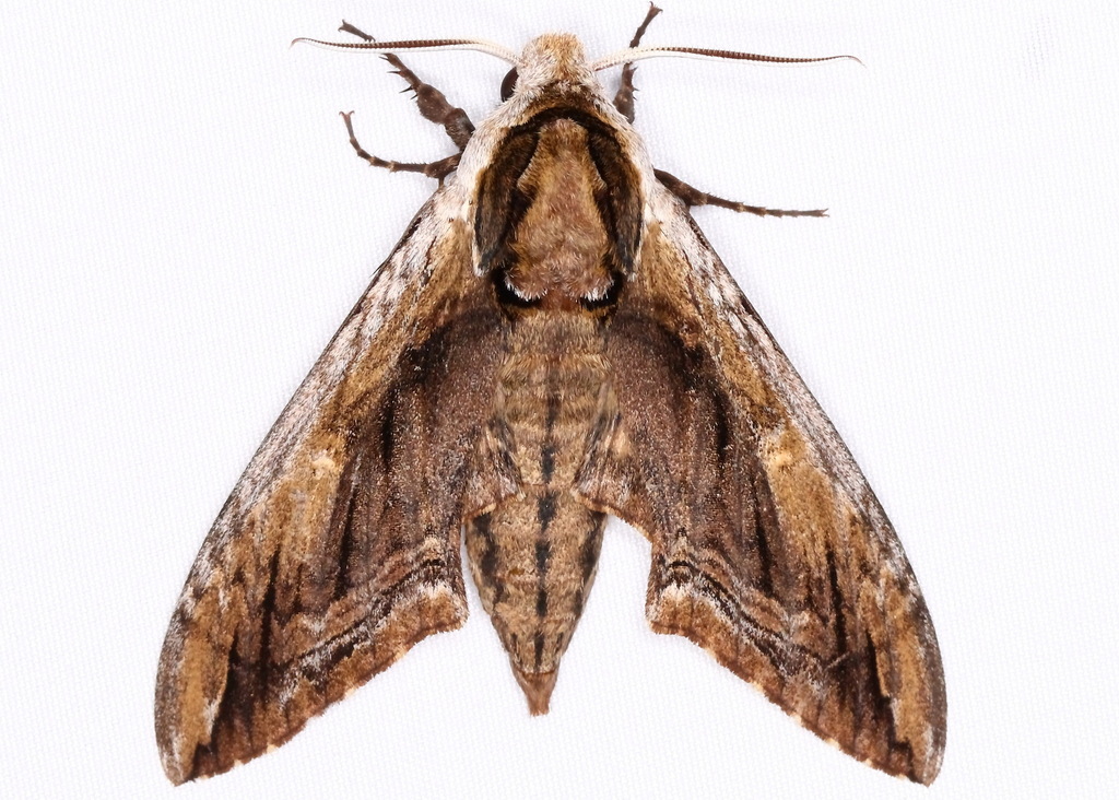 Elm Sphinx from Lake Hawkins, Texas 75765 on March 31, 2024 at 08:44 PM ...