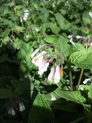 Symphytum × hidcotense