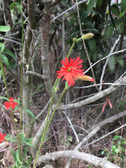 Silene laciniata laciniata