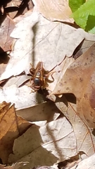 Teuchocnemis bacuntius