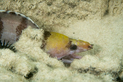 Gymnothorax rueppelliae