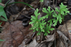 Selaginella repanda