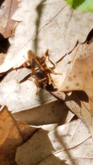 Teuchocnemis bacuntius