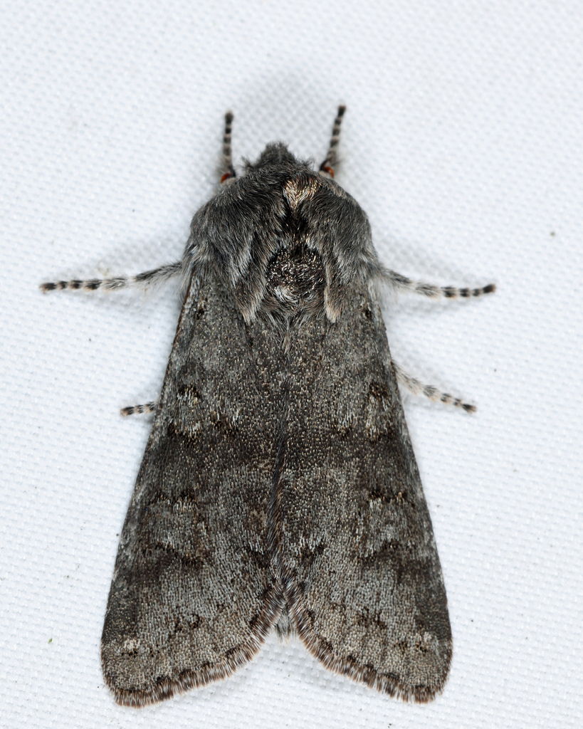 Roland's Sallow