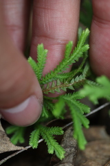 Selaginella repanda