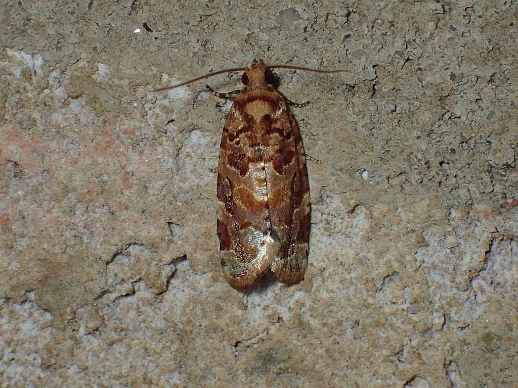 Florida Leafroller