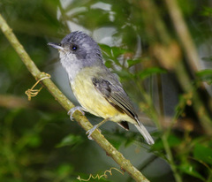 Dysithamnus mentalis