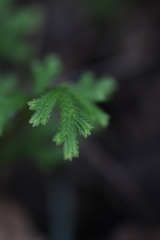 Selaginella repanda