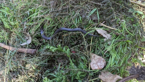 Golden-crowned Snake sighting