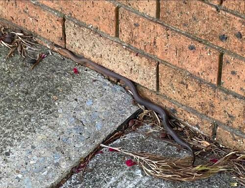 Golden-crowned Snake sighting