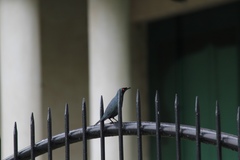 Aplonis panayensis