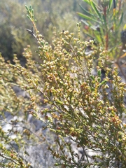 Erica axillaris