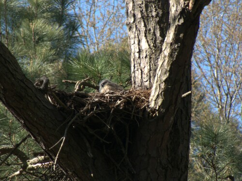 Great Horned Owl photographed in Maryland