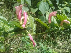 Centropogon cornutus