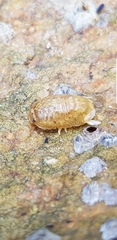 Sphaeroma serratum