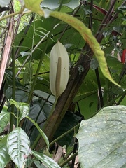 Anthurium formosum image