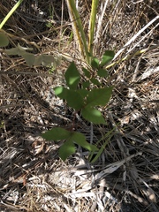 Toxicodendron radicans image
