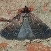Julia's Idia Moth - Photo (c) John P Friel, some rights reserved (CC BY), uploaded by John P Friel