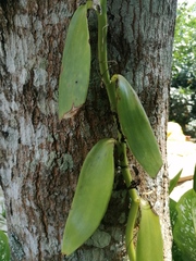 West Indian Vanilla (Vanilla pompona)