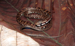 Mastigodryas pulchriceps