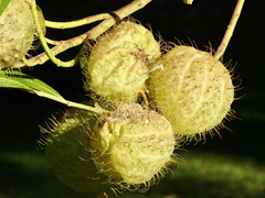 Gomphocarpus physocarpus image