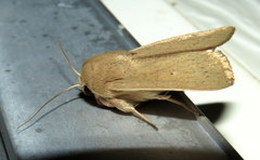 Leucania abdominalis