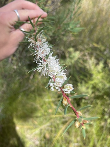 Hakea florida, photograph 3