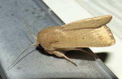 Leucania abdominalis