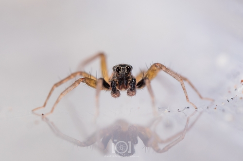 Trabeops aurantiacus photographed in Washington