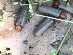 Pacificanthia consors