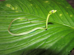 Oxybelis brevirostris