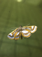 Agassiziella