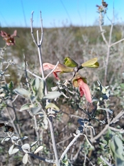 Salvia lanceolata