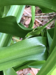 Anolis carolinensis