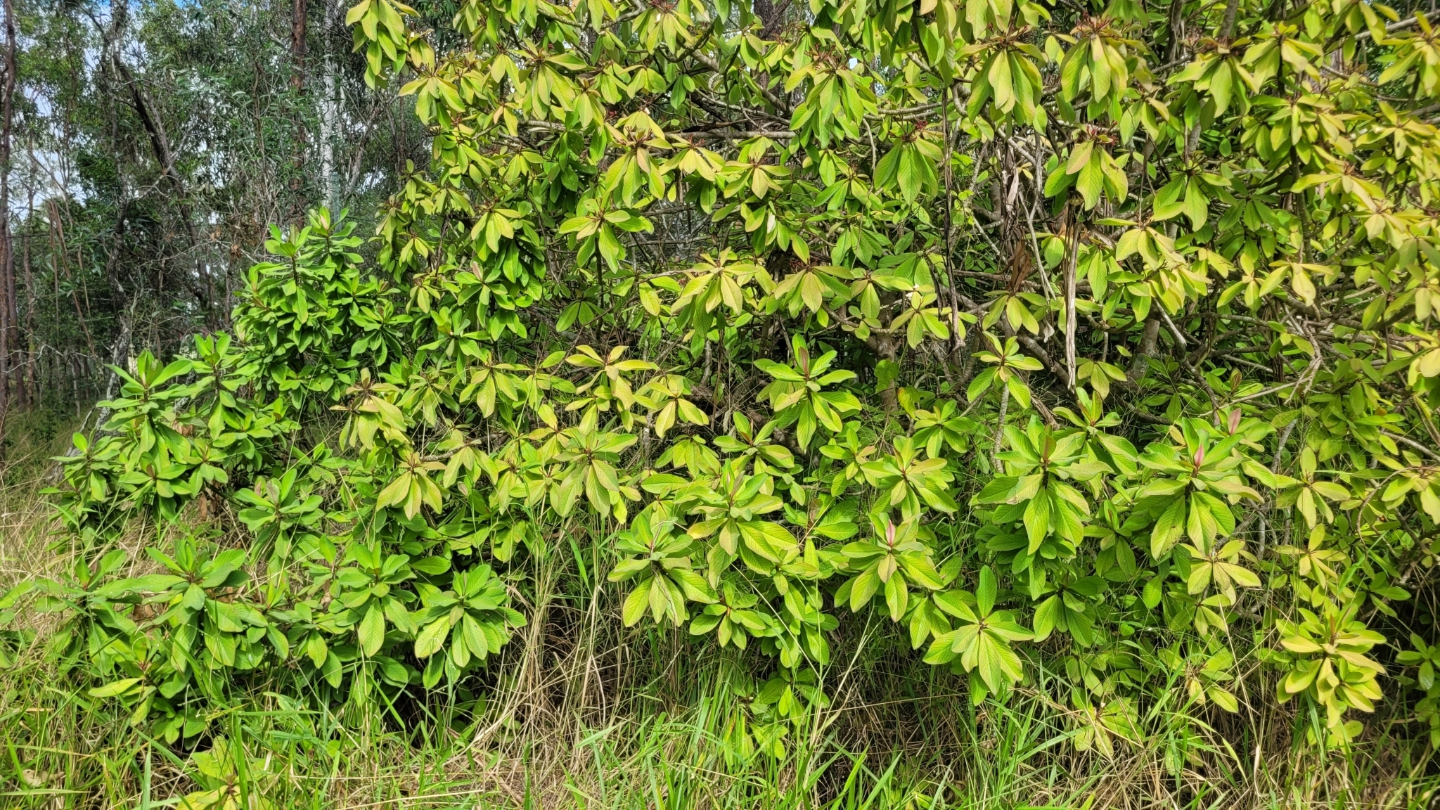 Imagem de Janaúba