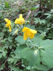 Chelidonium majus