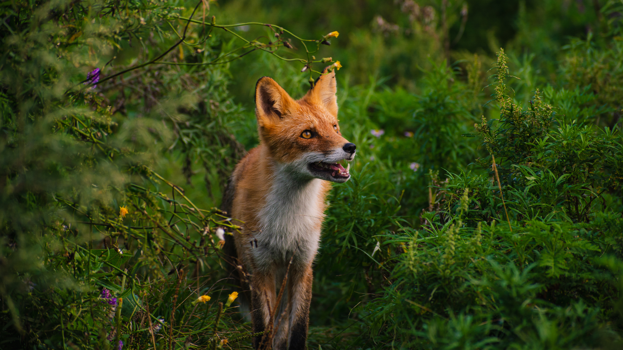 Korean Red Fox (Subspecies Vulpes vulpes peculiosa) · iNaturalist