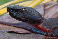 Chocoan Toadheaded Pitviper photo 4
