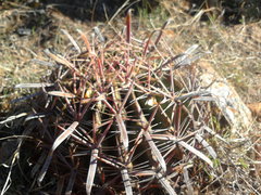 Ferocactus latispinus