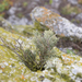 Spergularia manicata - Photo (c) lukasmekis, algunos derechos reservados (CC BY-NC), subido por lukasmekis