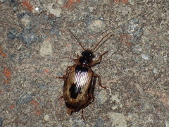 Lebia fuscata
