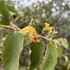 Velvet Grewia (Grewia flavescens)