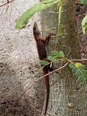 Anolis sagrei