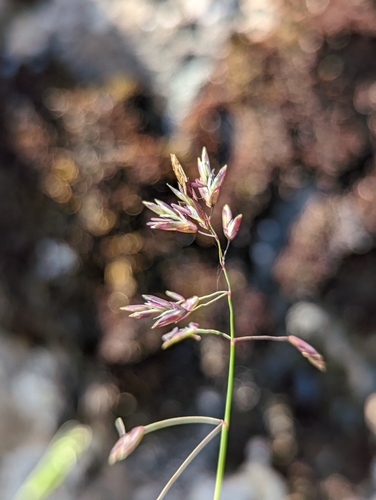 Leiberg's bluegrass (Poa leibergii)