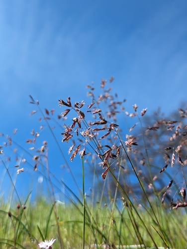 Image of Poa leibergii by (c) Dominic Gentilcore, some rights reserved (CC BY)