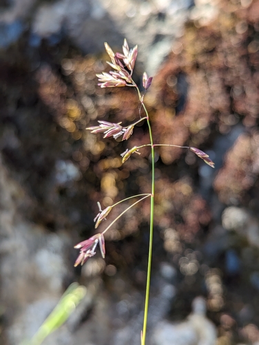 Image of Poa leibergii by (c) Dominic Gentilcore, some rights reserved (CC BY)