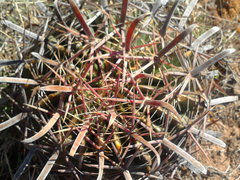 Ferocactus latispinus