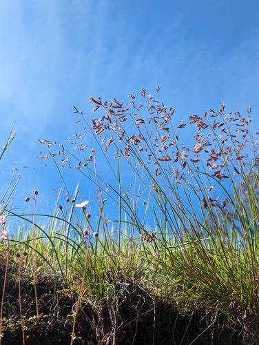 Image of Poa leibergii by (c) Dominic Gentilcore, some rights reserved (CC BY)