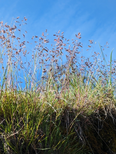 Image of Leiberg's Bluegrass (Poa leibergii) by (c) Dominic Gentilcore, some rights reserved (CC BY)